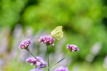 Grüner Schmetterling auf einer lila Blume