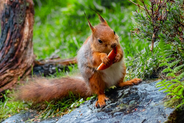 European squirrel (Sciurus vulgaris) in the garden, eating an apple
