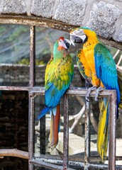 blue and yellow macaw ara