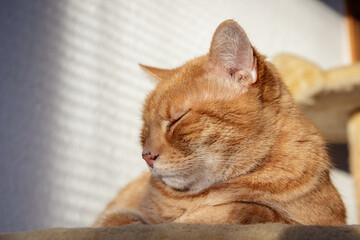 redhead cat relaxing