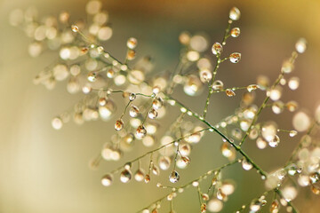 Macro photography of green grass with dew drops in the sunshine. Fresh morning dew on spring grass,...