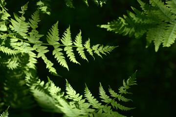 Fern leaves. Selective focus. Tropical leaf. Close-up of nature against the background of green leaves and palm trees. 
