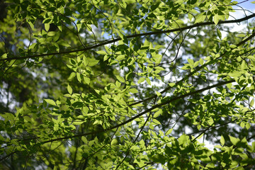 Fern leaves. Selective focus. Tropical leaf. Close-up of nature against the background of green leaves and palm trees. 
