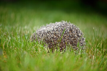Hedgehog on the background of green grass.