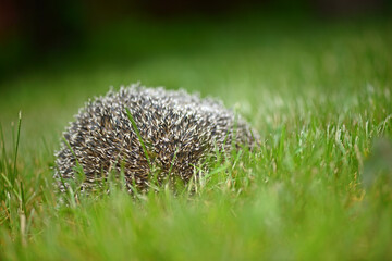 Hedgehog on the background of green grass. © Artemida