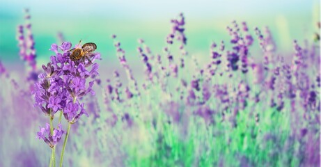 Naklejka premium Honey bee pollinates lavender flowers. Plant with insects.