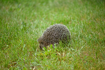 Hedgehog on the background of green grass.