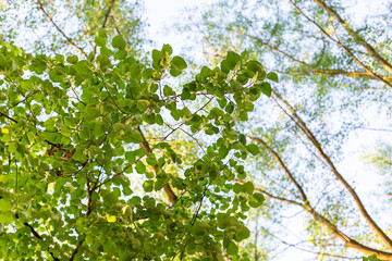 Green branches of trees against blue summer sky