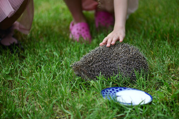 Beautiful little girl stroking a prickly hedgehog on a background of green grass. Hedgehog on the background of green grass. © Artemida