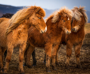 Icelandic Horses In Iceland