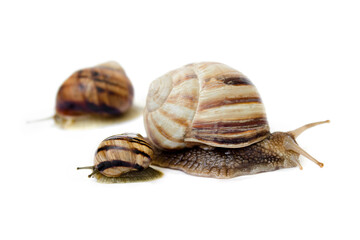 two snails crawl on a white background close-up,selective focus.