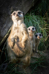Fototapeta premium meerkat on guard