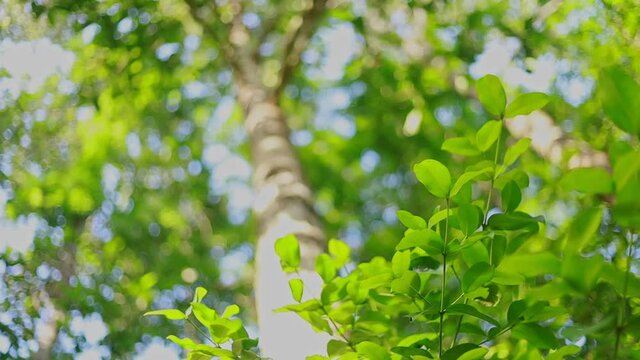 bokeh High treetop of tropical Yang Na trees (Dipterocarpus alatus Roxb. in science name)   in countryside of Thailand