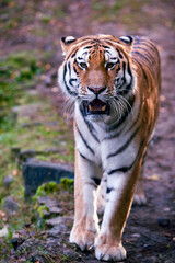 Fototapeta na wymiar Beautiful Bengal male royal tiger closeup walking in captivity in the national park