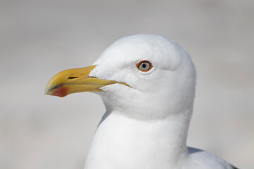Close up of a seagull on the beach