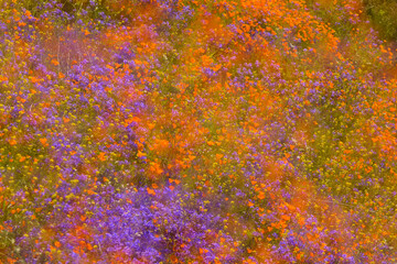 Flowers and the Super Bloom