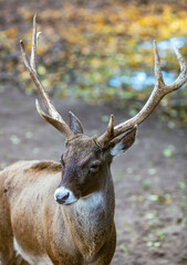 Portrait of large white-tailed deer buck with antlers in an open meadow in autumn