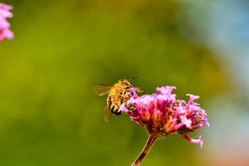 Biene auf lila Blume