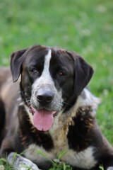 Castilla y León. León. Picos de Europa. Grande y fuerte, manso y fiero, mastín fiel y vigilante, noble y leal compañero de la oveja transhumante.