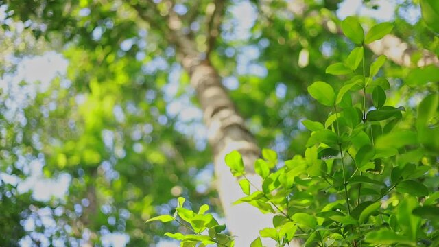 bokeh High treetop of tropical Yang Na trees (Dipterocarpus alatus Roxb. in science name)   in countryside of Thailand