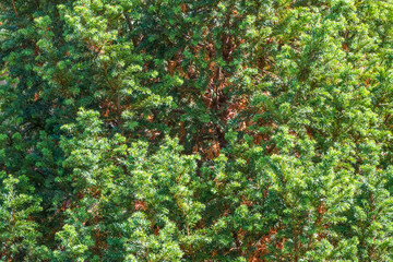 Yew branches with fresh green leaves. Taxus baccata, English yew, European yew.