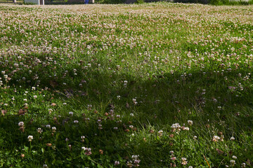 Field of flowers, Wildflowers of the same type on a plain