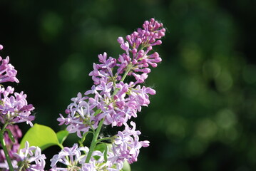 Obraz premium Light purple lilac flowers. On a green background, many small purple flowers growing on one branch. Flowers and leaves are illuminated by the sun. Flower petals are partially closed, partially open.