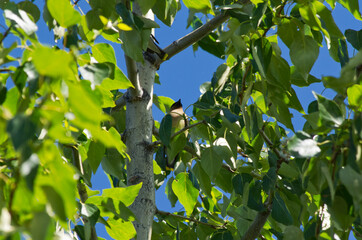 Fototapeta premium A Cedar Waxwing hiding in Green Leaves