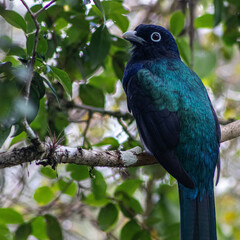 beautiful surucuá showing off in the brazilian forest
