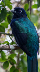 beautiful surucuá showing off in the brazilian forest