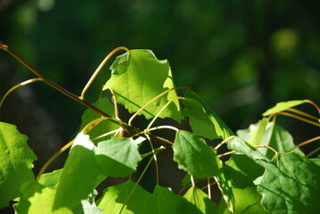 Aspen branch with leaves. Close-up on green round leaves of an aspen tree. They hang on thin stems...