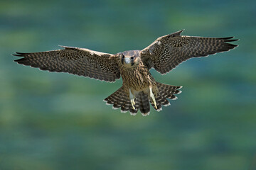 Peregrine falcon (Falco peregrinus)