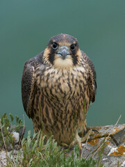 Peregrine falcon (Falco peregrinus)