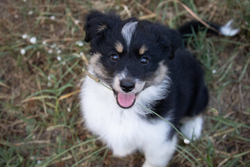 Salsa mini berger americaine