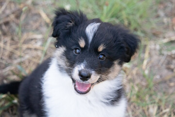 Salsa mini berger americaine