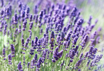 Naklejka premium Selective focus on lavender flower. Plant background. Close up. 