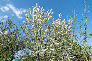 garden full of fruit trees with white flowers in spring