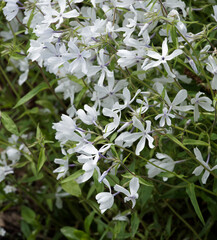 Tulbaghia 'Purple eye' | Touffe dress&eacute;e de fleurs de Tulbaghie ou ail d'Afrique du sud &agrave; p&eacute;tales blanc &agrave; lilas p&acirc;le, coeur violet au dessus d'un feuillage vert-gris souple et ruban&eacute; 