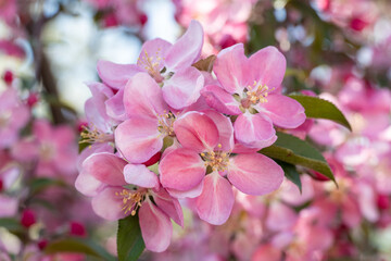 Fototapeta na wymiar many pink flowers on blooming branches of fruit trees in garden