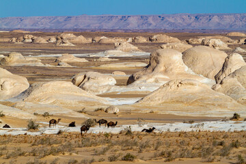 The White Desert at Farafra in the Sahara of Egypt