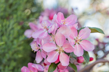 many pink flowers on blooming branches of fruit trees in garden