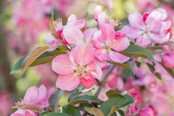 many pink flowers on blooming branches of fruit trees in garden