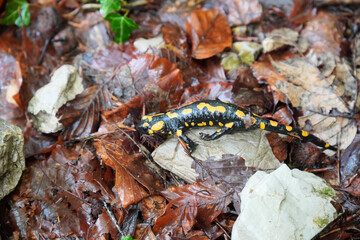 Kleine Wanderung bei Marquardstein: Feuersalamander