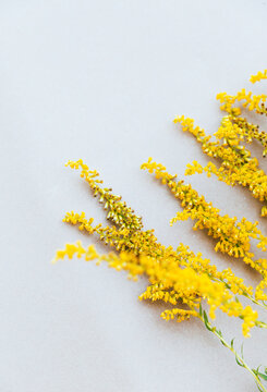 Mimosa flowers on white wall. Aesthetic minimal wallpaper. Autumn Summer floral plant background composition