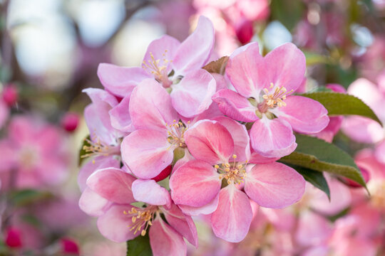 many pink flowers on blooming branches of fruit trees in garden