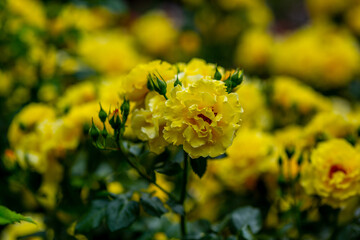 Roses in a Japanese garden in Shibuya Tokyo.