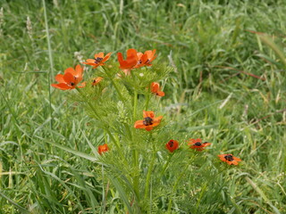 A red flower with a black center in a meadow on a sunny spring day. Adonis blooms naturally.