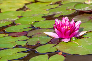 Rosea water lily surrounded by green leaves on a sunny day.