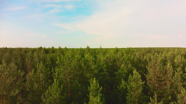 aerial view of the coniferous forest. video from a quadrocopter