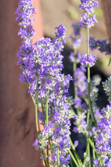 Naklejka premium Selective focus on purple lavender flowers on blur background. Pastel colors background. Soft dreamy feel.